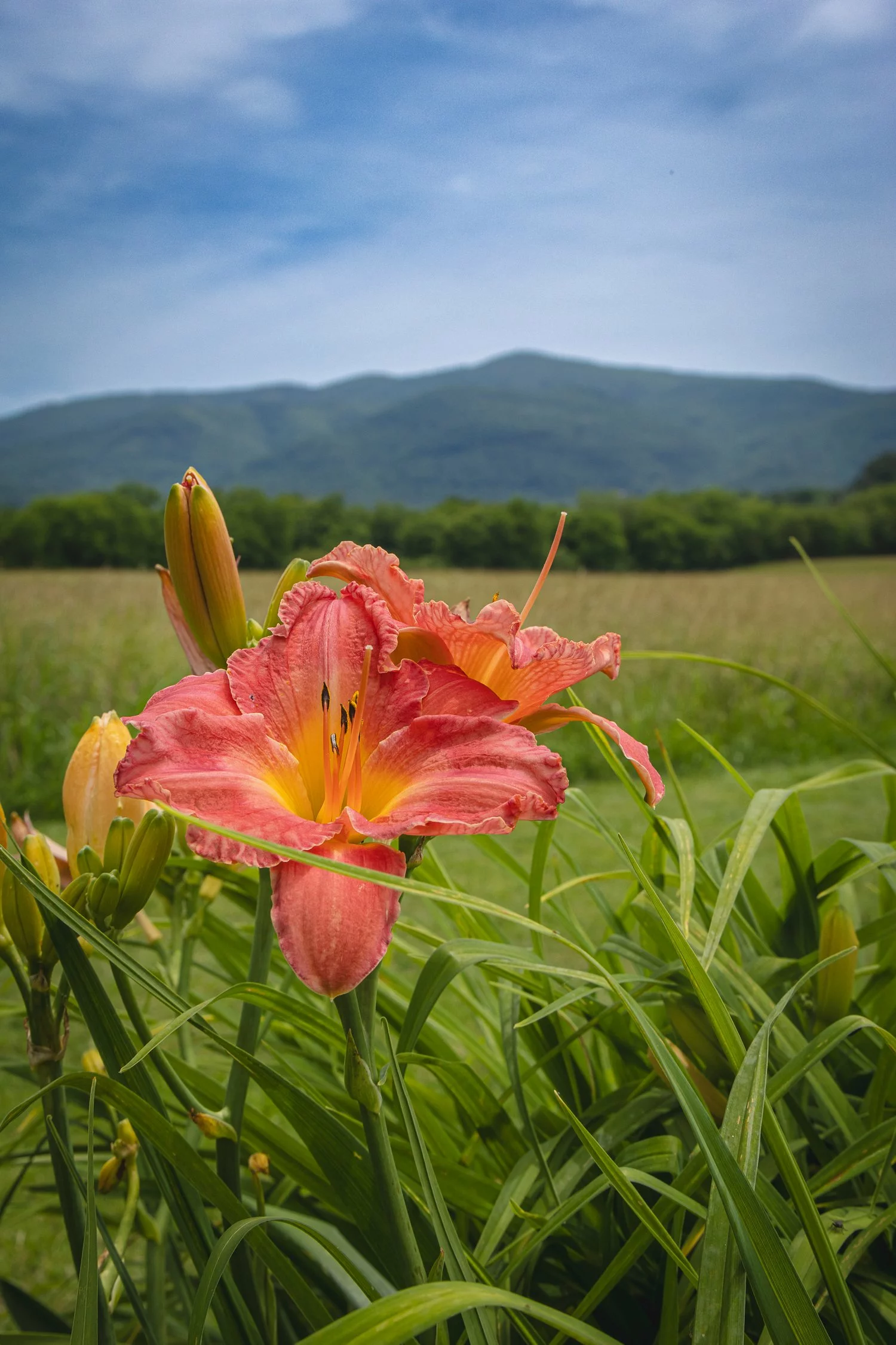 flower in mountains
